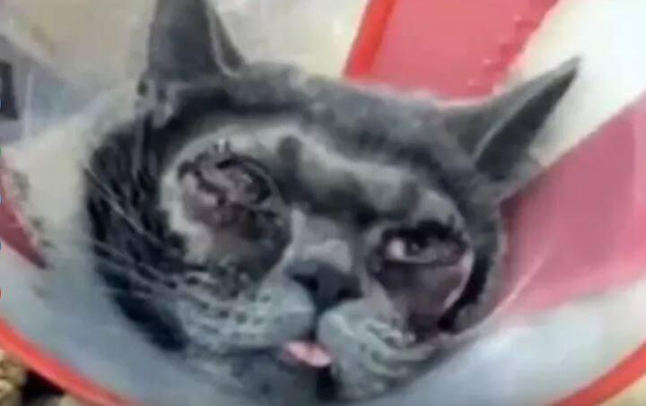 ਚੀਨ ਦੀ ਰਹਿਣ ਵਾਲੀ ਔਰਤ ਸ਼ਿਆ (ਬਦਲਿਆ ਹੋਇਆ ਨਾਂ) ਨੇ ਆਪਣੀ ਪਾਲਤੂ ਬਿੱਲੀ ਦੀ ਪਲਾਸਟਿਕ ਸਰਜ਼ਰੀ ਕਰਵਾਈ। ਸ਼ਿਆ ਨੇ ਬਿੱਲੀ ਦੇ ਚਿਹਰੇ ‘ਤੇ ਖਾਸ ਕਰ ਉਸ ਦੀ ਅੱਖਾਂ ਦੇ ਨੇੜਲੇ ਹਿੱਸੇ ਦੀ ਪਲਾਸਟਿਕ ਸਰਜਰੀ ਕਰਵਾ ਦਿੱਤੀ।