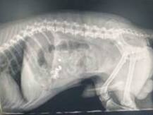 ਹੀਰੇ ਦੀਆਂ ਵਾਲੀਆਂ ਗੁਆਚਣ \'ਤੇ ਉੱਡੇ ਹੋਸ਼, ਸ਼ੱਕ ਪੈਣ \'ਤੇ ਕੁੱਤੇ ਦਾ ਕਰਾਇਆ ਐਕਸਰੇ, ਅੰਤੜੀਆਂ \'ਚ ਫਸੀਆਂ