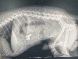 ਹੀਰੇ ਦੀਆਂ ਵਾਲੀਆਂ ਗੁਆਚਣ 'ਤੇ ਉੱਡੇ ਹੋਸ਼, ਸ਼ੱਕ ਪੈਣ 'ਤੇ ਕੁੱਤੇ ਦਾ ਕਰਾਇਆ ਐਕਸਰੇ, ਅੰਤੜੀਆਂ 'ਚ ਫਸੀਆਂ