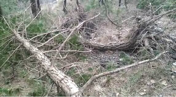 ਥਾਂ-ਥਾਂ ਰੱਖ ਉੱਖੜੇ ਪਏ ਦਿਖਾਈ ਦੇ ਰਹੇ ਹਨ। 