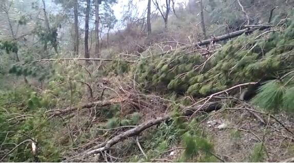 ਬਰਫ਼ਬਾਰੀ ਨਾਲ 70 ਹਜ਼ਾਰ ਆਮ ਰੁੱਖ ਜਦਕਿ 28 ਹਜ਼ਾਰ ਸੇਬ ਦੇ ਰੁੱਖ ਬਰਬਾਦ ਹੋ ਚੁੱਕੇ ਹਨ।