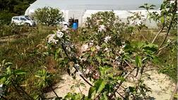 ਪੰਜਾਬ ’ਚ ਵੀ ਹੋਏਗੀ ਸੇਬਾਂ ਦੀ ਖੇਤੀ, ਹੁਸ਼ਿਆਰਪੁਰ ਦੇ ਕਿਸਾਨ ਨੇ ਕੀਤੀ ਪਹਿਲ