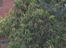 ਅੰਮ੍ਰਿਤਸਰ ’ਚ ਬੇਮੌਸਮੀ ਬਾਰਸ਼ ਨੇ ਕੱਢੇ ਵੱਟ, ਵੇਖੋ ਤਸਵੀਰਾਂ