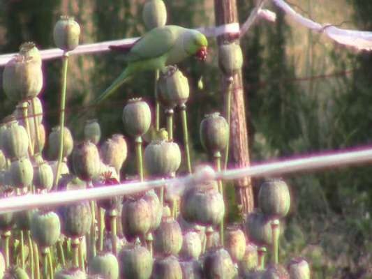 pratapgarh farmers failing stop parrots who are eating opium ਰਾਜਸਥਾਨੀ ਤੋਤਿਆਂ ਨੂੰ ਲੱਗਾ ਅਫ਼ੀਮ ਦਾ ਵੈਲ, ਫੇਲ੍ਹ ਕੀਤੇ ਸਾਰੇ ਜੁਗਾੜ