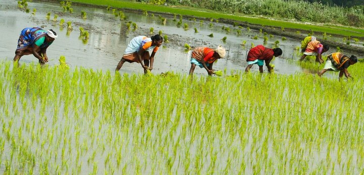 labour crisis in paddy season ਕਣਕ ਦਾ ਕੰਮ ਨਿਬੇੜਨ ਮਗਰੋਂ ਕਿਸਾਨਾਂ ਲਈ ਨਵੀਂ ਮੁਸੀਬਤ, ਹੁਣ ਸਰਕਾਰ ਦੇ ਵੀ ਹੱਥ ਖੜ੍ਹੇ