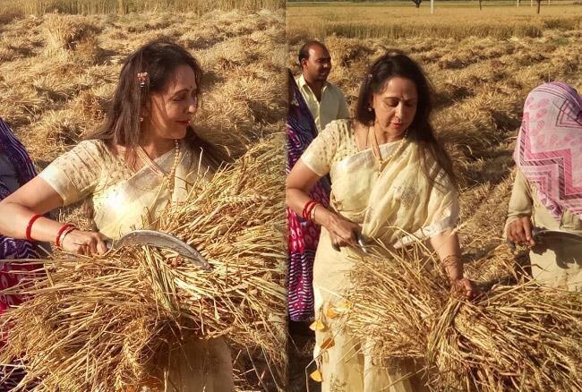 Hema Malini hits campaign trail in Mathura, goes out in field with women workers harvesting crop ਵੋਟਾਂ ਲਈ ਹੇਮਾ ਮਾਲਿਨੀ ਨੇ ਕੀਤੀ ਕਣਕ ਦੀ ਵਾਢੀ, ਸੋਸ਼ਲ ਮੀਡੀਆ 'ਤੇ ਭੂਚਾਲ