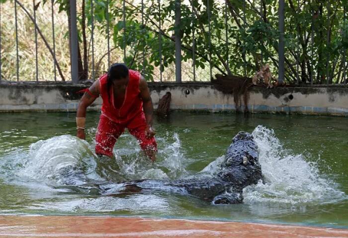 ਵੇਖੋ ਕਿਵੇਂ ਬੇਡਰ ਹੋ ਕੇ ਸਾਵਨ ਮਗਰਮੱਛ ਦੇ ਮੂੰਹ ਵਿੱਚ ਆਪਣਾ ਸਿਰ ਪਾ ਰਿਹਾ ਹੈ।