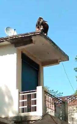 ਦੂਜੀ ਮੰਜ਼ਲ 'ਤੇ ਚੜ੍ਹਿਆ ਲਾਵਾਰਸ ਸਾਨ੍ਹ, ਲੋਕਾਂ ਨੂੰ ਪਈਆਂ ਭਾਜੜਾਂ