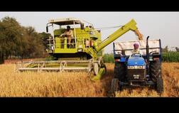 ਕਣਕ ਦੇ ਝਾੜ 'ਚ ਪੰਜਾਬ ਤੋੜੇਗਾ ਸਾਰੇ ਰਿਕਾਰਡ