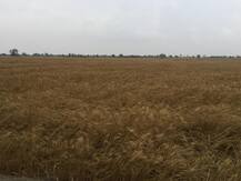 60 ਦੀ ਰਫ਼ਤਾਰ ਨਾਲ ਆਏ ਤੂਫ਼ਾਨ ਨੇ ਝੰਬਿਆ ਪੰਜਾਬ, ਦੋ ਮੌਤਾਂ