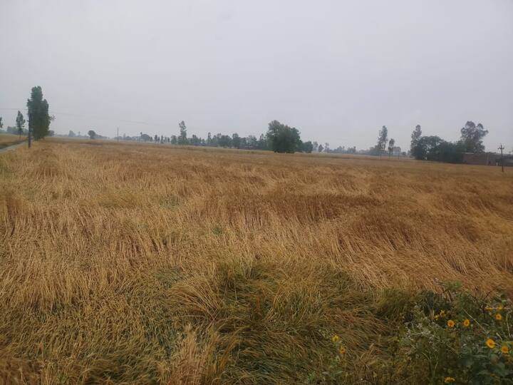 ਫਰੀਦਕੋਟ, ਅਬੋਹਰ, ਫਾਜ਼ਿਲਕਾ, ਜਲੰਧਰ, ਹੁਸ਼ਿਆਰਪੁਰ, ਅੰਮ੍ਰਿਤਸਰ ਤੇ ਗੁਰਦਾਸਪੁਰ ਵਿੱਚ ਹਨ੍ਹੇਰੀ ਨਾਲ ਸੈਂਕੜੇ ਦਰਖ਼ਤ ਪੁੱਟੇ ਗਏ। 