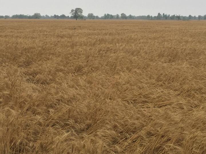 ਮੰਗਲਵਾਰ ਨੂੰ ਸ਼ੈਡ ਡਿੱਗਣ ਨਾਲ ਇੱਕ ਮੌਤ ਜਦਕਿ ਇੱਕ ਵਿਅਕਤੀ ਜ਼ਖ਼ਮੀ ਹੋ ਗਿਆ। ਮੌਸਮ ਵਿਭਾਗ ਮੁਤਾਬਕ ਬੁੱਧਵਾਰ ਨੂੰ ਵੀ ਬੱਦਲ ਛਾਏ ਰਹਿਣਗੇ। 