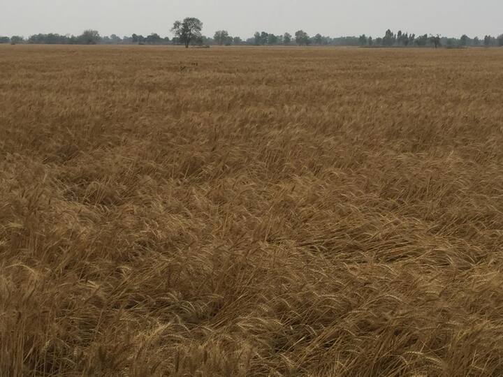  ਉੱਧਰ ਕੰਬਾਈਨ ਮਾਲਕ ਵੀ ਕਣਕ ਦੀ ਫਸਲ ਵਿੱਛਣ ਤੇ ਮੌਸਮ ਖਰਾਬ ਦਾ ਪੂਰਾ ਫਾਇਦਾ ਚੁੱਕ ਰਹੇ ਹਨ। ਇੱਕ ਪਾਸੇ ਤਾਂ ਕਿਸਾਨਾਂ ਨੂੰ ਵਿਛੀ ਹੋਈ ਕਣਕ ਦਾ ਝਾੜ ਘੱਟ ਮਿਲੇਗਾ ਤੇ ਦੂਜੇ ਪਾਸੇ ਕੰਬਾਈਨ ਨਾਲ ਕਟਾਈ ਦੇ ਖ਼ਰਚ ਤੋਂ ਇਲਾਵਾ ਉਨ੍ਹਾਂ ਨੂੰ ਵਾਧੀ 1000 ਰੁਪਏ, ਯਾਨੀ 2500 ਰੁਪਏ ਪ੍ਰਤੀ ਏਕੜ ਦਾ ਖ਼ਰਚ ਕਰਨਾ ਪਏਗਾ। 