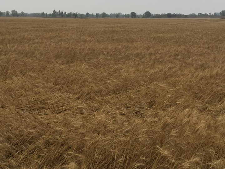 ਇਸ ਹਿਸਾਬ ਨਾਲ ਕਿਸਾਨਾਂ ਨੂੰ ਦੂਹਰਾ ਰਗੜਾ ਲੱਗ ਰਿਹਾ ਹੈ। ਇਸ ਲਈ ਕਿਸਾਨ ਕਣਕ ਦੀ ਫ਼ਸਲ ਦੀ ਗਿਰਦਾਵਰੀ ਕਰਕੇ ਮੁਆਵਜ਼ੇ ਦੀ ਮੰਗ ਕਰ ਰਹੇ ਹਨ।