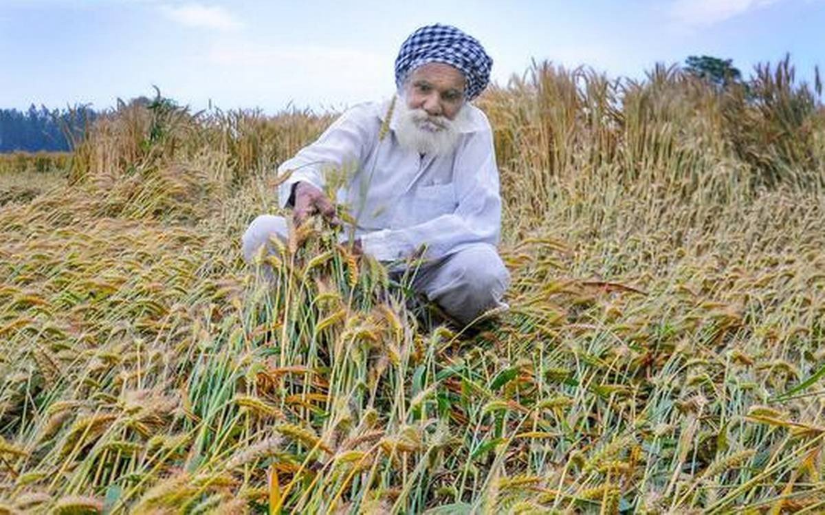 ਪੰਜਾਬ 'ਚ ਗੜ੍ਹੇਮਾਰੀ ਤੇ ਮੀਂਹ ਨੇ ਤਬਾਹ ਕੀਤੀ 3.5 ਲੱਖ ਹੈਕਟੇਅਰ ਕਣਕ, ਅਜੇ 21 ਤਕ ਹੋਰ ਖ਼ਤਰਾ