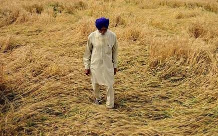 captain govt will not give compensation to farmers ਕੈਪਟਨ ਸਰਕਾਰ ਨਹੀਂ ਦੇਵੇਗੀ ਕਣਕ ਦੇ ਖਰਾਬੇ ਦਾ ਮੁਆਵਜ਼ਾ