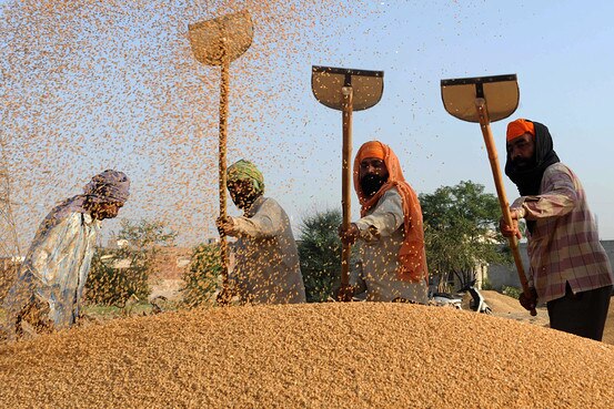 India expected to produce record breaking 10.62 Crore ton wheat ਕਣਕ ਲਿਆਏਗੀ ਇਸ ਵਾਰ ਨਜ਼ਾਰੇ, ਕਿਸਾਨ ਹੋਣਗੇ ਮਾਲੋ-ਮਾਲ, ਸਰਕਾਰ ਨੂੰ ਵੀ ਰਾਹਤ