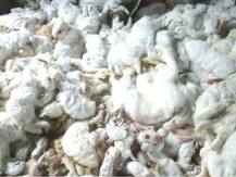 ਪਟਾਕਿਆਂ ਦੀ ਆਵਾਜ਼ ਨਾਲ ਮਰੇ 11 ਹਜ਼ਾਰ ਖਰਗੋਸ਼, ਮੰਗਿਆ 7 ਲੱਖ ਪਰ ਮਿਲਿਆ 45 ਲੱਖ ਮੁਆਵਜ਼ਾ