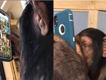 ਹੁਣ ਚਿੰਪਾਜੀ ਨੂੰ ਲੱਗਿਆ ਮੋਬਾਈਲ ਦਾ ਚਸਕਾ, ਵੇਖੋ ਤਸਵੀਰਾਂ