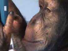 ਹੁਣ ਚਿੰਪਾਜੀ ਨੂੰ ਲੱਗਿਆ ਮੋਬਾਈਲ ਦਾ ਚਸਕਾ, ਵੇਖੋ ਤਸਵੀਰਾਂ