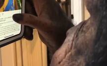 ਹੁਣ ਚਿੰਪਾਜੀ ਨੂੰ ਲੱਗਿਆ ਮੋਬਾਈਲ ਦਾ ਚਸਕਾ, ਵੇਖੋ ਤਸਵੀਰਾਂ