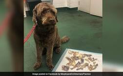 ਜਦੋਂ ਕੁੱਤੇ ਨੇ ਡਕਾਰੇ ਮਾਲਕ ਦੇ 15 ਹਜ਼ਾਰ ਰੁਪਏ, ਤਸਵੀਰ ਸੋਸ਼ਲ ਮੀਡੀਆ ‘ਤੇ ਵਾਇਰਲ