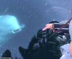 ਇਮਾਨਦਾਰ ਮੱਛੀ! ਪਾਣੀ 'ਚ ਡਿੱਗਿਆ ਮਹਿਲਾ ਦਾ ਫੋਨ ਵਾਪਸ ਮੋੜਿਆ, ਵੀਡੀਓ ਵਾਇਰਲ