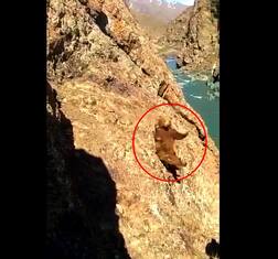 ਵਾਇਰਲ ਵੀਡੀਓ: ਜਦੋਂ ਇਨਸਾਨੀਅਤ ਹੋਈ ਸ਼ਰਮਸਾਰ, ਬੇਜ਼ੁਬਾਨ 'ਤੇ ਕਹਿਰ