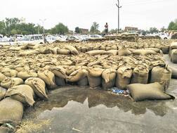 ਸੁਖਬੀਰ ਦੀ ਰੈਲੀ ਲਈ ਸ਼ੈਡ 'ਚੋਂ ਬਾਹਰ ਕੱਢੀ ਕਣਕ 'ਤੇ ਵਰ੍ਹੇ ਬੱਦਲ, 18 ਲੱਖ ਦੀ ਕਣਕ ਭਿੱਜੀ