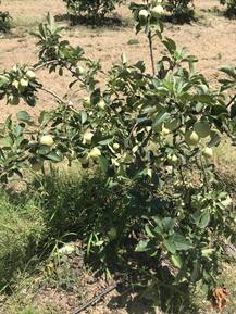 ਕਿਸਾਨ ਦਾ ਕ੍ਰਿਸ਼ਮਾ! ਪੰਜਾਬ \'ਚ ਸੇਬਾਂ ਦੀ ਖੇਤੀ, ਕਿੰਨੂ ਦੀ ਫਸਲ ਨਾਲੋਂ ਵੱਧ ਮੁਨਾਫਾ