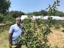 ਕਿਸਾਨ ਦਾ ਕ੍ਰਿਸ਼ਮਾ! ਪੰਜਾਬ \'ਚ ਸੇਬਾਂ ਦੀ ਖੇਤੀ, ਕਿੰਨੂ ਦੀ ਫਸਲ ਨਾਲੋਂ ਵੱਧ ਮੁਨਾਫਾ