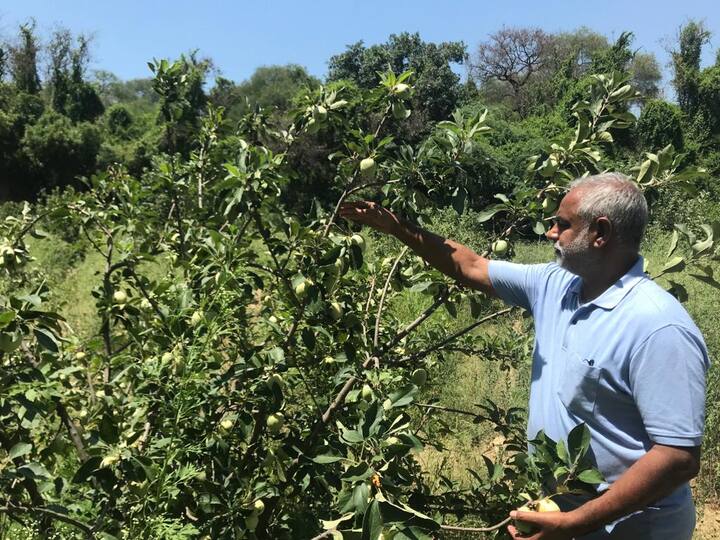 ਗੁਰਿੰਦਰ ਸਿੰਘ ਨੇ ਜਦੋਂ ਇਨ੍ਹਾਂ ਬੂਟਿਆਂ ਦੀ ਕਾਮਯਾਬੀ ਦੇਖੀ ਤਾਂ ਹੁਣ ਉਨ੍ਹਾਂ 450 ਦੇ ਲਗਪਗ ਸੇਬ ਦੇ ਬੂਟੇ ਲਾਏ। ਇਸ ਫ਼ਸਲ ਨੂੰ ਪਹਿਲੀ ਵਾਰ 50 ਰੁਪਏ ਪ੍ਰਤੀ ਕਿਲੋ ਵੇਚਿਆ। ਇਸ ਦੇ ਸਵਾਦ ਤੇ ਵੱਡੀਆਂ ਕਿਸਮਾਂ ਨੂੰ ਦੇਖਦਿਆਂ ਅਗਲੀ ਵਾਰ ਇਹ ਫ਼ਸਲ 90 ਰੁਪਏ ਕਿੱਲੋ ਦੇ ਹਿਸਾਬ ਨਾਲ ਵਿਕੀ। ਇੱਕ ਸਹੀ ਬੂਟਾ 30 ਤੋਂ 35 ਕਿੱਲੋ ਸੇਬ ਦੀ ਪੈਦਾਵਾਰ ਦੇ ਰਿਹਾ ਹੈ। ਗੁਰਿੰਦਰ ਸਿੰਘ ਮੁਤਾਬਕ ਕਿਨੂੰ ਦੀ ਫ਼ਸਲ ਨਾਲੋਂ ਇਸ ਫ਼ਸਲ ਵਿੱਚ ਕਿਤੇ ਜ਼ਿਆਦਾ ਨਫ਼ਾ ਹੈ। 