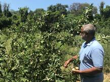 ਕਿਸਾਨ ਦਾ ਕ੍ਰਿਸ਼ਮਾ! ਪੰਜਾਬ \'ਚ ਸੇਬਾਂ ਦੀ ਖੇਤੀ, ਕਿੰਨੂ ਦੀ ਫਸਲ ਨਾਲੋਂ ਵੱਧ ਮੁਨਾਫਾ