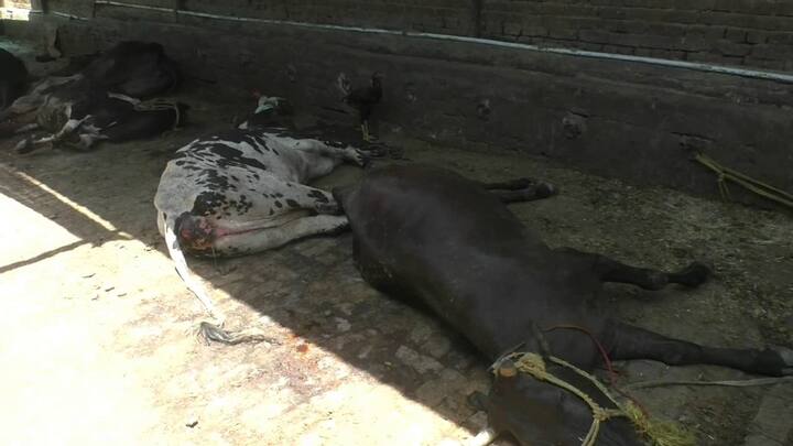 ਕਿਸੇ ਵੀ ਪਸ਼ੂ ਦੀ ਜਾਨ ਬਚਦੀ ਨਜ਼ਰ ਨਹੀਂ ਆ ਰਹੀ।