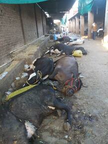 ਮਲੇਰਕੋਟਲਾ \'ਚ 100 ਤੋਂ ਵੱਧ ਮੱਝਾਂ ਤੇ ਗਾਵਾਂ ਦੀ ਮੌਤ, ਤੜਫ਼-ਤੜਫ਼ ਕੇ ਨਿਕਲ ਰਹੀ ਜਾਨ