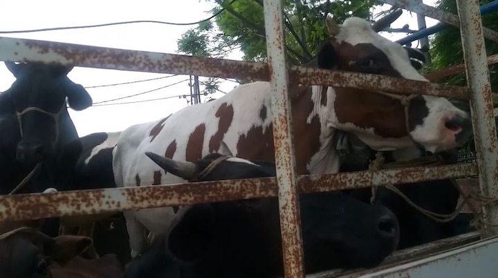 ਕਿਸਾਨਾਂ ਨੇ ਦੱਸਿਆ ਕਿ ਸਰਕਾਰ ਗਊ ਸੈੱਸ ਦੇ ਨਾਂ 'ਤੇ ਕਰੋੜਾਂ ਰੁਪਏ ਦੇ ਟੈਕਸ ਦੀ ਉਗਰਾਹੀ ਕਰਦੀ ਹੈ, ਪਰ ਹਾਲੇ ਵੀ ਇਹ ਆਵਾਰਾ ਪਸ਼ੂ ਫ਼ਸਲਾਂ ਤੇ ਇਨਸਾਨੀ ਜ਼ਿੰਦਗੀ ਲਈ ਖ਼ਤਰਾ ਬਣੇ ਹੋਏ ਹਨ।