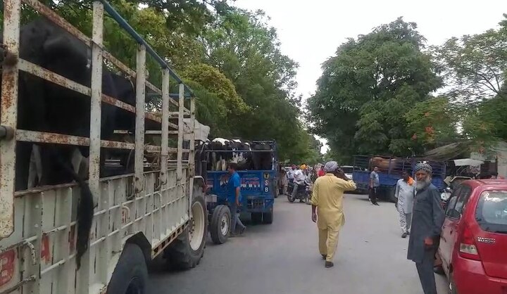 ਕਿਸਾਨਾਂ ਨੇ ਕਿਹਾ ਕਿ ਉਹ ਪਿਛਲੀ ਵਾਰ ਵੀ ਇੱਥੇ ਹੀ ਆਵਾਰਾ ਪਸ਼ੂ ਲੈ ਕੇ ਆਏ ਸੀ, ਪਰ ਉਦੋਂ ਨਾਇਬ ਤਹਿਸੀਲਦਾਰ ਨੇ ਇਨ੍ਹਾਂ ਨੂੰ ਗਊਸ਼ਾਲਾ ਵਿੱਚ ਛੁਡਵਾ ਦਿੱਤਾ ਸੀ। ਫਿਰ ਵੀ ਇਹ ਜਾਨਵਰ ਗਊਸ਼ਾਲਾ ਤੋਂ ਛੁੱਟ ਕੇ ਫਿਰ ਤੋਂ ਪਿੰਡ ਆ ਵੜੇ।