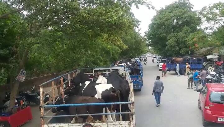 ਉੱਧਰ, ਖੰਨਾ ਦੇ ਤਹਿਸੀਲਦਾਰ ਹਰਮਿੰਦਰ ਸਿੰਘ ਹੁੰਦਲ ਨੇ ਕਿਹਾ ਕਿ ਇੱਥੇ ਗਊਸ਼ਾਲਾ ਵਿੱਚ ਕੰਮ ਚੱਲ ਰਿਹਾ ਹੈ ਤੇ ਜਦ ਤਕ ਉਹ ਤਿਆਰ ਨਹੀਂ ਹੋ ਜਾਂਦੀ ਤਾਂ ਇਨ੍ਹਾਂ ਪਸ਼ੂਆਂ ਨੂੰ ਹੋਰ ਗਊਸ਼ਾਲਾਵਾਂ ਵਿੱਚ ਭੇਜਿਆ ਜਾਵੇਗਾ ਤੇ ਸਖ਼ਤ ਹਦਾਇਤ ਕੀਤੀ ਜਾਵੇਗੀ ਕਿ ਪਸ਼ੂ ਉੱਥੋਂ ਬਾਹਰ ਨਾ ਜਾਣ।