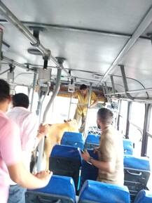 ਜਦੋਂ ਬੱਸ \'ਚ ਝੂਟਾ ਲੈਣ ਪੁੱਜੀ ਗਾਂ! ਵੀਡੀਓ ਵਾਇਰਲ