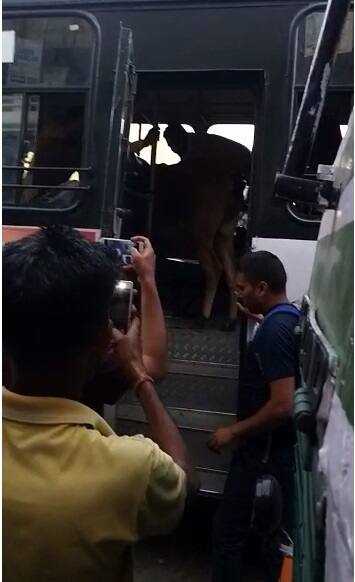 ਜਵਾਲਾਮੁਖੀ ਬੱਸ ਸਟੈਂਡ ਵਿੱਚ ਦਿੱਲੀ ਜਾਣ ਵਾਲੀ ਬੱਸ ਵਿੱਚ ਗਾਂ ਵੜੀ। 