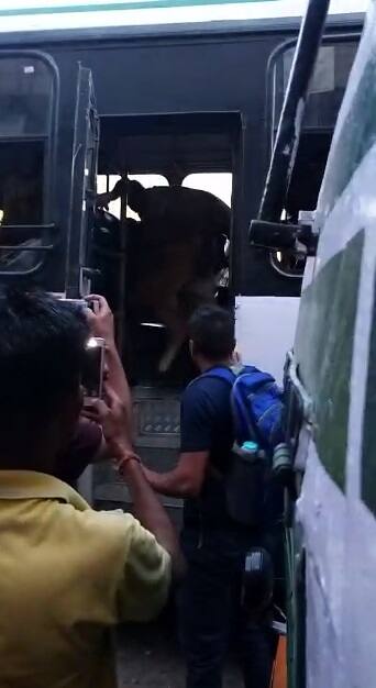 ਡਰਾਈਵਰ ਕੇ ਕੰਡਕਟਰ ਨੇ ਸਥਾਨਕ ਲੋਕਾਂ ਦੀ ਮਦਦ ਨਾਲ ਕਾਫੀ ਮਸ਼ੱਕਤ ਬਾਅਦ ਗਾਂ ਨੂੰ ਬੱਸ ਵਿੱਚੋਂ ਬਾਹਰ ਕੱਢਿਆ। 