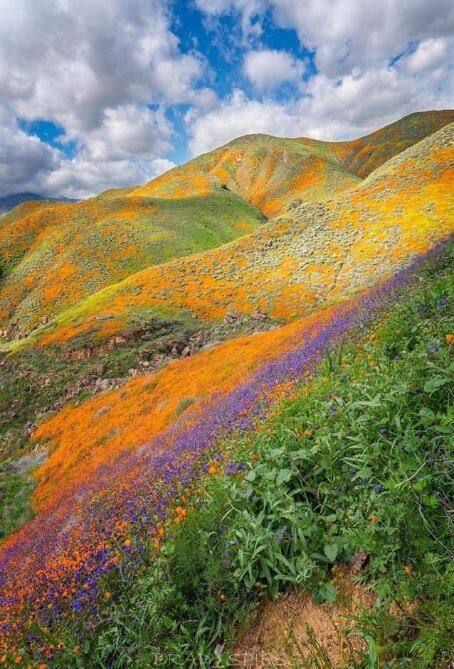 ਹੇਮਕੁੰਡ ਸਾਹਿਬ ਦੇ ਰਸਤੇ ਵਿੱਚ ਆਉਂਦੀ ਫਲਾਵਰ ਵੈਲੀ ਵੀ ਇਸ ਸਮੇਂ ਆਪਣੇ ਪੂਰੇ ਜੋਬਨ 'ਤੇ ਹੈ। 