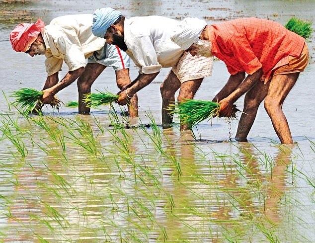 paddy sowing methods will be changed in punjab as lack of farm labour due to corona virus lockdown ਕੋਰੋਨਾ ਦਾ ਕਹਿਰ: ਪੰਜਾਬ 'ਚ ਝੋਨੇ ਦੀ ਖੇਤੀ 'ਚ ਵੱਡਾ ਬਦਲਾਅ