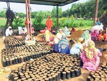 ਵਾਤਾਵਰਨ ਦਿਵਸ: ਕਪੂਰਥਲਾ ਦੇ 546 ਪਿੰਡਾਂ \'ਚ ਲੱਗਣਗੇ 3 ਲੱਖ ਬੂਟੇ