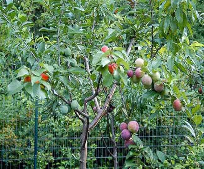 ਹੈਰਾਨੀਜਨਕ! ਇੱਕੋ ਰੁੱਖ ਨੂੰ ਲੱਗਦੇ 40 ਤਰ੍ਹਾਂ ਦੇ ਫਲ, ਕੀਮਤ ਜਾਣ ਕੇ ਉੱਡ ਜਾਣਗੇ ਹੋਸ਼ A tree of 40 varieties fruit named tree of 40 trees and its cost Rs 19 lakh ਹੈਰਾਨੀਜਨਕ! ਇੱਕੋ ਰੁੱਖ ਨੂੰ ਲੱਗਦੇ 40 ਤਰ੍ਹਾਂ ਦੇ ਫਲ, ਕੀਮਤ ਜਾਣ ਕੇ ਉੱਡ ਜਾਣਗੇ ਹੋਸ਼