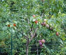 ਹੈਰਾਨੀਜਨਕ! ਇੱਕੋ ਰੁੱਖ ਨੂੰ ਲੱਗਦੇ 40 ਤਰ੍ਹਾਂ ਦੇ ਫਲ, ਕੀਮਤ ਜਾਣ ਕੇ ਉੱਡ ਜਾਣਗੇ ਹੋਸ਼