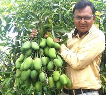 ਇਜ਼ਰਾਈਲੀ ਤਕਨੀਕ ਅਪਣਾ ਕਿਸਾਨ ਨੇ ਤੋੜੇ ਪੈਦਾਵਾਰ ਦੇ ਰਿਕਾਰਡ, 10 ਏਕੜ \'ਚੋਂ 30 ਟਨ ਝਾੜ