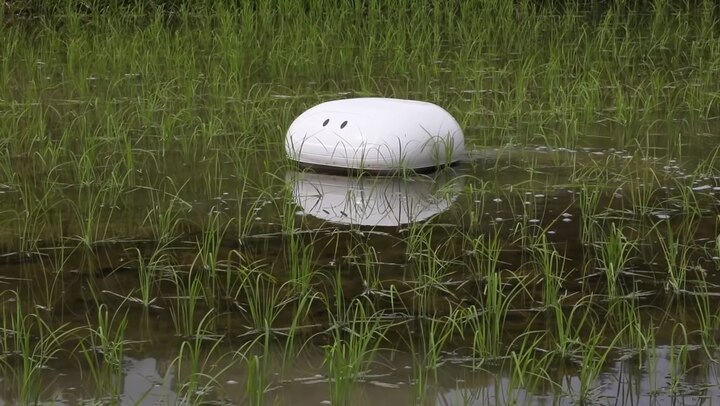 duck Robot could help farmers keep paddy fields clear of weeds ਹੁਣ ਝੋਨੇ 'ਚੋਂ ਨਦੀਨ ਕੱਢੇਗਾ ਰੋਬੋਟ, ਕੀੜਿਆਂ ਨੂੰ ਵੀ ਕਰੇਗਾ ਖਤਮ