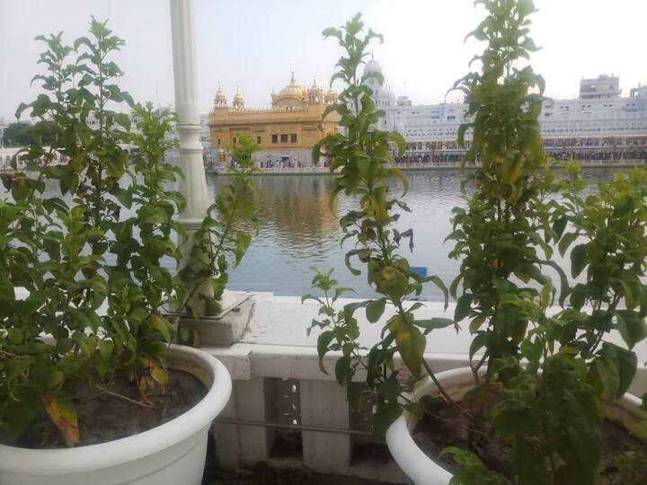 ਸਾਰੇ ਪਾਸੇ ਹਰਿਆਲੀ ਦਾ ਮਾਹੌਲ ਦਿਖਾਉਂਦੇ ਨੇ ਇਹ ਪੌਦੇ ਕਲਕੱਤਾ ਧਰਮਪੁਰ ਅਤੇ ਹੋਰ ਵੱਡੇ ਸ਼ਹਿਰਾਂ ਤੋਂ ਲਿਆਂਦੇ ਗਏ ਹਨ। ਖ਼ਾਸ ਗੱਲ ਇਹ ਹੈ ਕਿ ਕਈ ਬੂਟੇ ਪਲਾਸਟਿਕ ਦੀਆਂ ਬੋਤਲਾਂ ਵਿੱਚ ਵੀ ਲਾਏ ਗਏ ਹਨ, ਜੋ ਕਿ ਇਸ ਨਾ ਨਸ਼ਟ ਹੋਣ ਵਾਲੀ ਸ਼ੈਅ ਦੀ ਸੁਚੱਜੀ ਵਰਤੋਂ ਨੂੰ ਦਰਸਾਉਂਦਾ ਹੈ। 