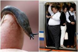 ਜਦੋਂ ਮਰੇ ਕੀੜੇ ਨੇ ਰੋਕ ਦਿੱਤੀ ਜਾਪਾਨ 'ਚ ਜੀਵਨ ਚਾਲ